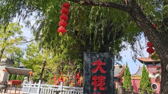 大槐樹半日遊【精品小團+深度講解】