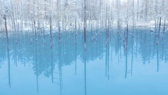 1-day tour to Ningle Terrace + Asahiyama Zoo + Shirogane Blue Pond (Aoiike) in Hokkaido, Japan|Winter-exclusive