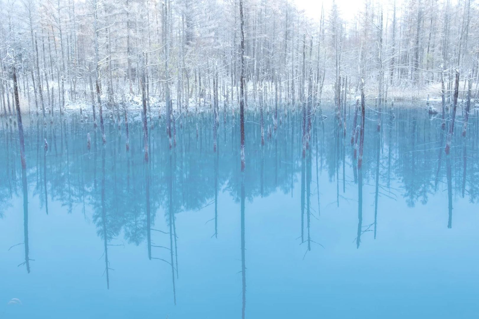 1-day tour to Ningle Terrace + Asahiyama Zoo + Shirogane Blue Pond (Aoiike) in Hokkaido, Japan|Winter-exclusive