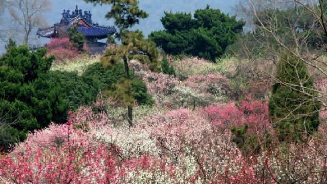 梅園+鹿鳴穀+禅意小镇·拈花灣+靈山勝境