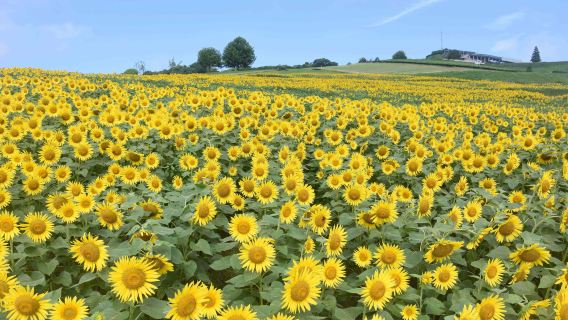 Japan Marine Sports Park, Handmade Perfume Experience, Egg Pudding, and Sunflower Field one-day tour
