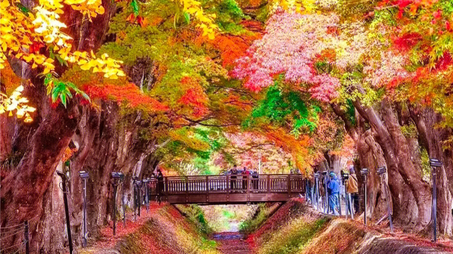 富士山七景INS熱門打卡，網紅羅森，河口湖大石公園一日遊