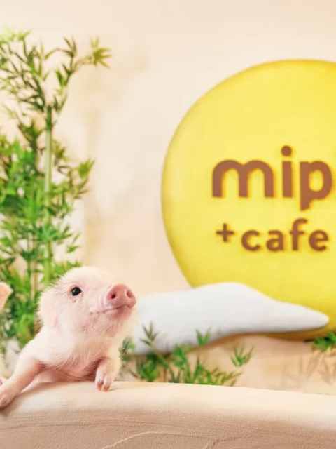 【mipig cafe 大阪店】1小時迷你豬互動體驗