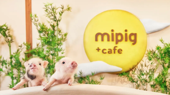 Mipig Cafe Osaka: Pengalaman Interaktif Kafe Babi Penyembuhan yang Populer (Usia 4+)