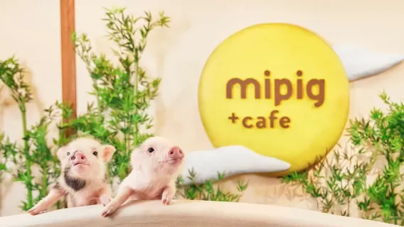 [mipig cafe Osaka] Beliebter interaktiver Erlebnis-Café mit süßen Schweinchen (für Erwachsene und Kinder ab 4 Jahren)