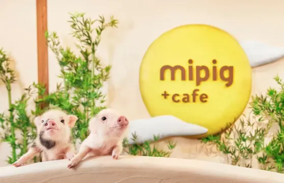 【mipig cafe 大阪店】超人氣治癒小豬咖啡廳互動體驗(4歲以上成人)