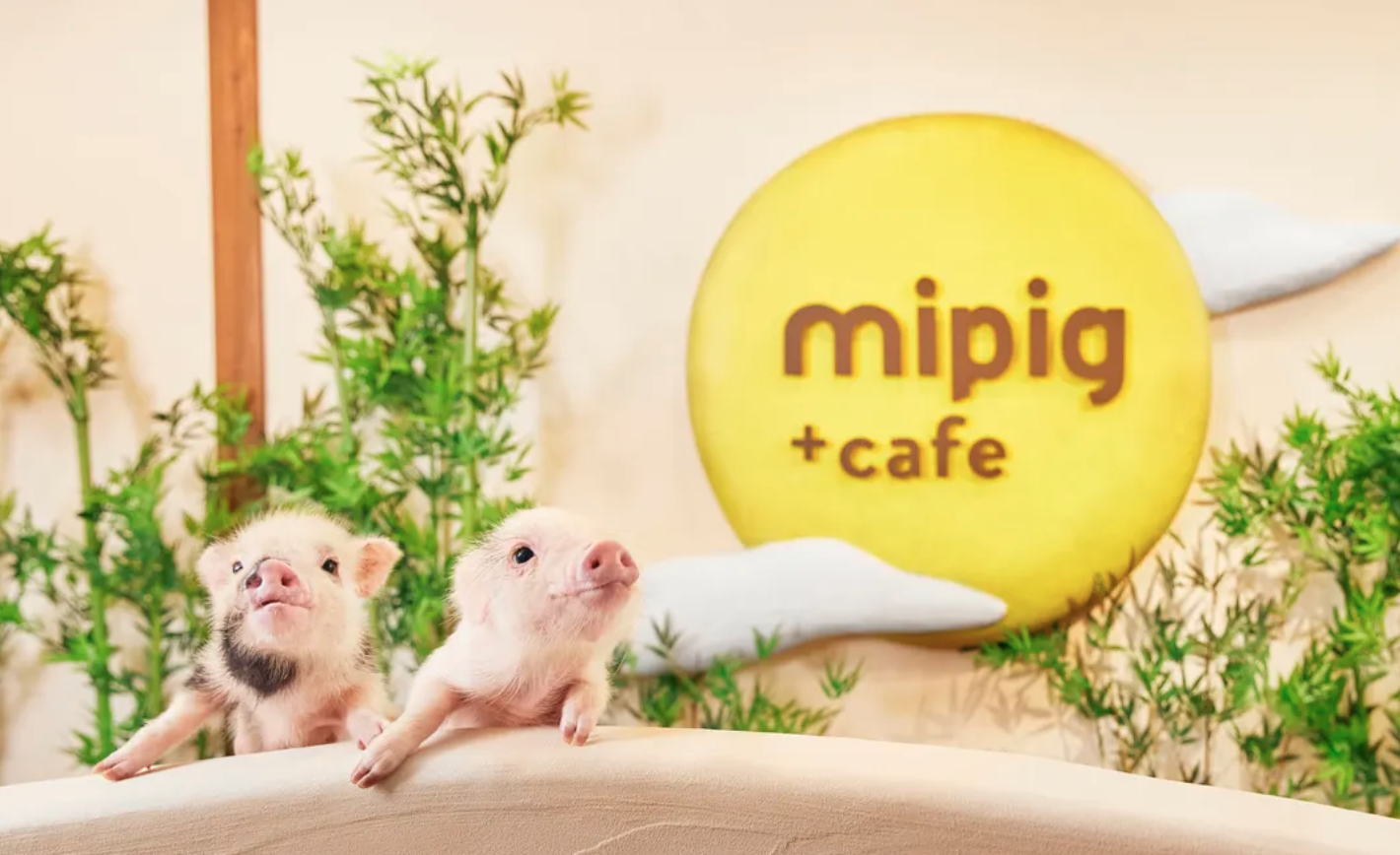 [mipig cafe Osaka] Trải nghiệm tương tác tại quán cà phê heo siêu dễ thương dành cho người từ 4 tuổi trở lên