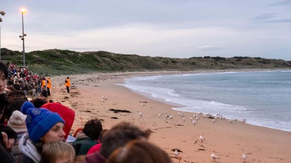 From Melbourne: Phillip Island and Penguin Parade Day Tour