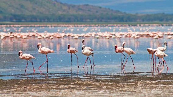 From Nairobi: Lakes Nakuru & Naivasha National Park Day Tour