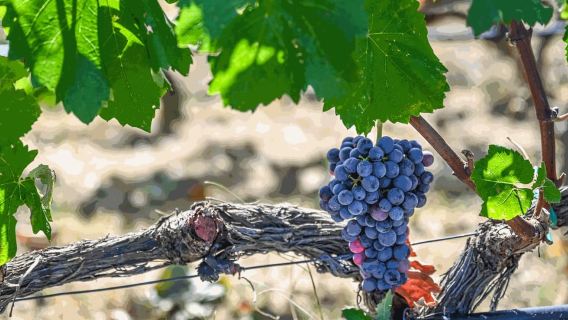Desde Tesalónica: cata de vinos de Pella, Edesa y Naousa