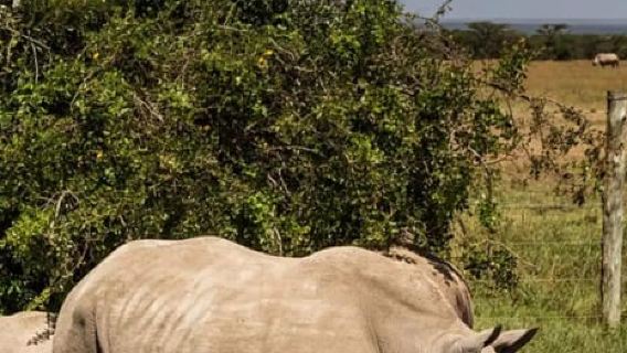 Ol Pejeta Conservancy Full-Day Safari