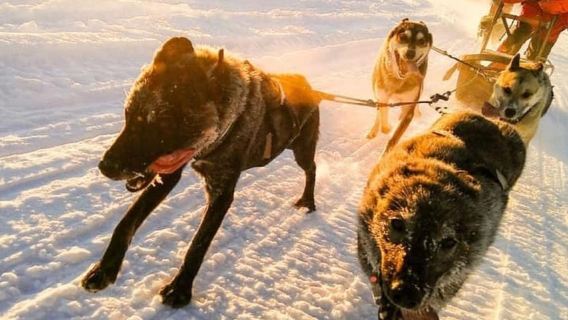 Willow: recorrido combinado en trineo tirado por perros y moto de nieve