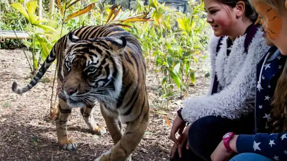 Sydney: Taronga Zoo Ticket with Return Ferry