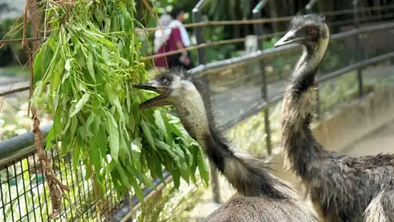 雪蘭莪州:國家動物園電子門票