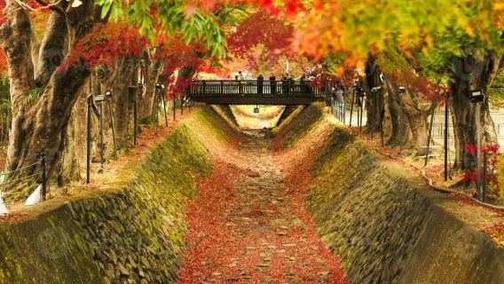 โตเกียว: ทัวร์ภูเขาไฟฟูจิชั้น 5 และเทศกาลฤดูใบไม้ร่วงพร้อมอาหารกลางวัน