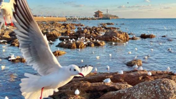 遊艇出海+青啤酒+海博+棧橋+信號山+八大關+天主教堂一日遊