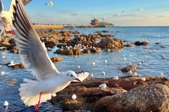 遊艇出海+青啤+海博+棧橋+信號山+八大關+天主教堂一日遊