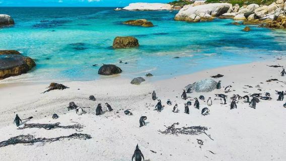 Cape of Good Hope 1-day tour: Duiker Island + Penguin Colony + Iziko Bo-Kaap Museum private charter relaxing tour