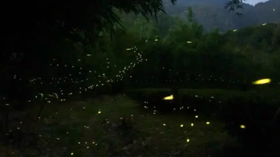 馬來西亞亞庇孟河紅樹林半日遊【中文導遊+接送+晚餐】