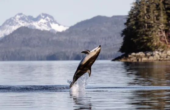 錫特卡最佳本地觀鯨及海洋野生動物之旅