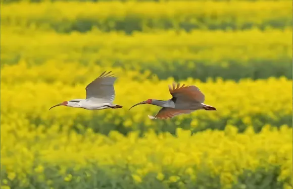 6人團-漢中油菜花+寧強漢水源森林公園