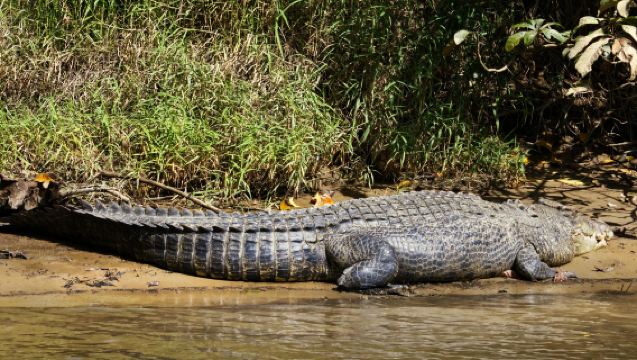 ウダイプールからジャワイ・ヒョウとワニのサファリツアー