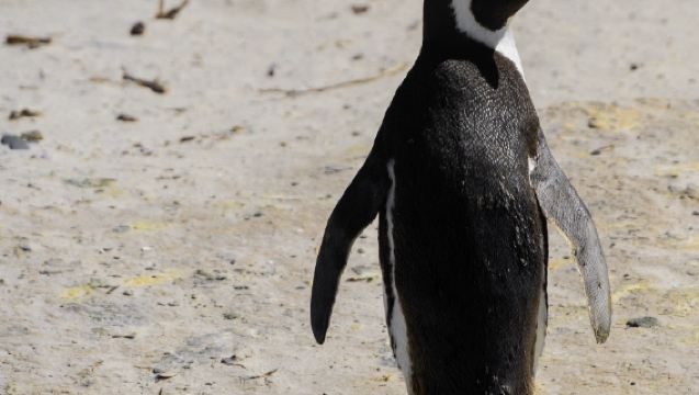 Cape Town, Afrika Selatan [Sewaan Peribadi 10 Jam]