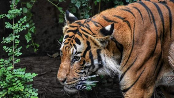Ranthambore National Park: Tiger Safari by Jeep or Canter