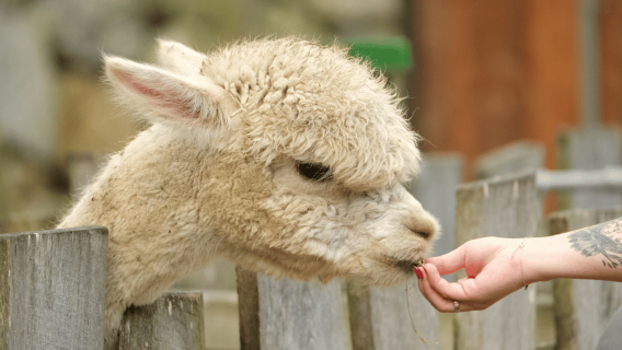 Alpaca World, Nami and Rail Bike or K-Garden tour from Seoul