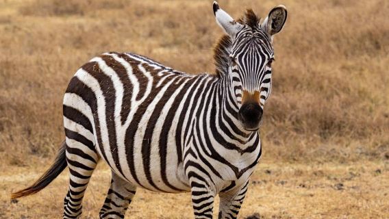 From Zanzibar: Mikumi National Park Day Trip with Flights