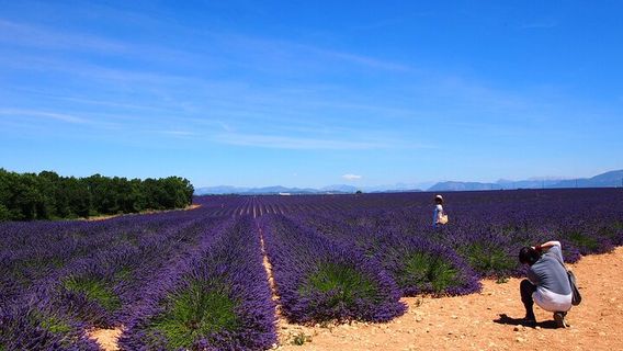 Valensole