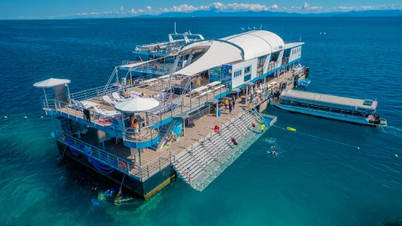 One-Year-Old Great Barrier Reef Platform - Moore Reef (Reef Magic)