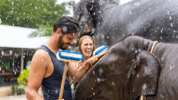 Naidi Olifantenreservaat Phuket|Verzorging van olifanten, modderbad|Gratis Capybara-voeding