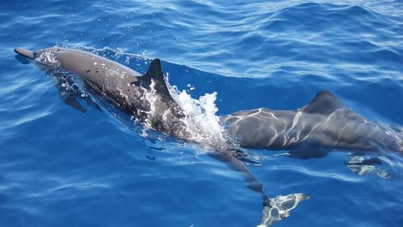 Puerto EscondidoExperiences