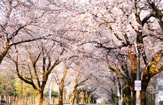 韓國江原道雪嶽山國立公園+洛山寺一日遊【首爾出發 • 中英文導遊】