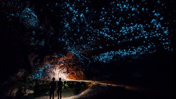 Tour notturno delle lucciole a Gold Coast con opzione per Tamborine o Springbrook National Park, incluso il trasferimento
