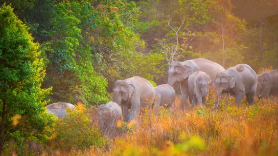 Featured tour with 5 reviews: 1-Day Tour to Khao Yai National Park in Thailand|Private tour group|Chinese-English-Thai Customer Support|Leisure activities only