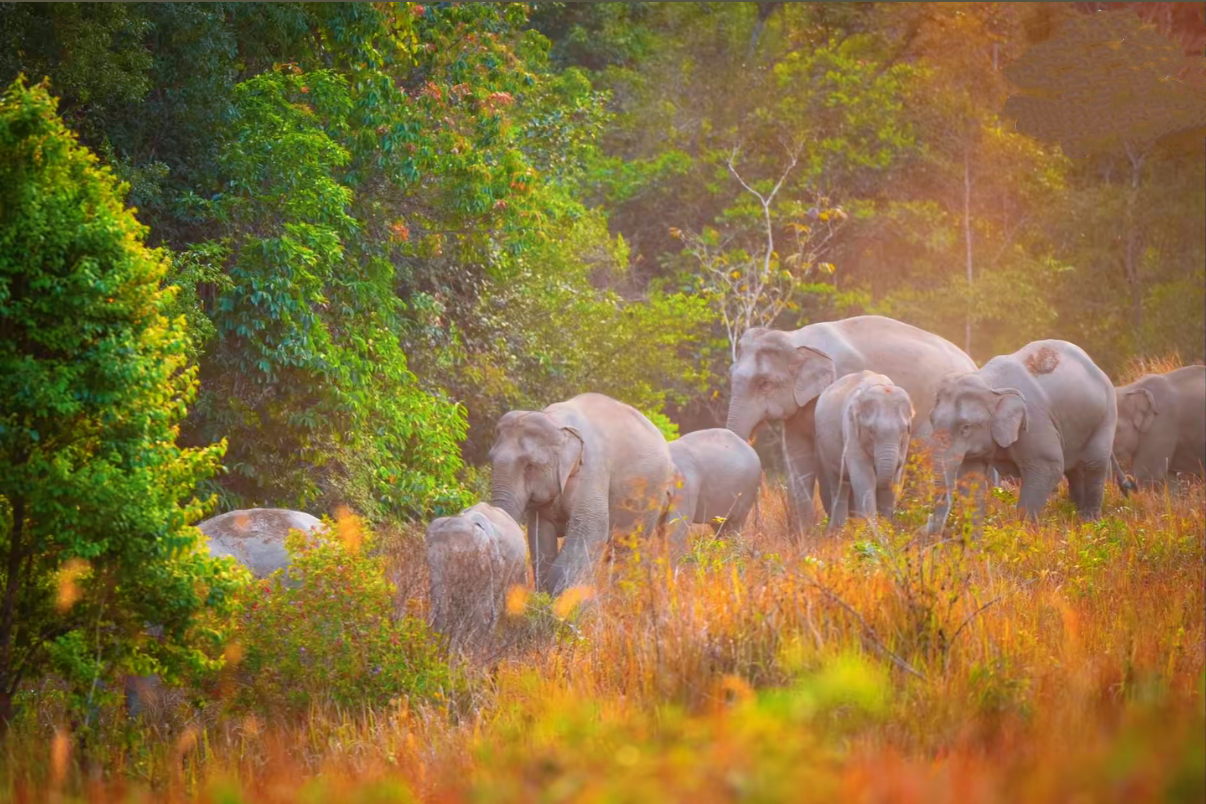 Excursión de un día al Parque Nacional de Khao Yai en Tailandia|Regimiento Independiente|servicio de atención al cliente en chino, inglés y tailandés|Solo diversión