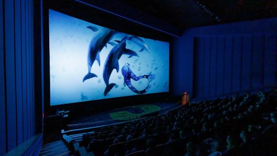 Simons Theater at the New England Aquarium: Call of the Dolphins 3D Film
