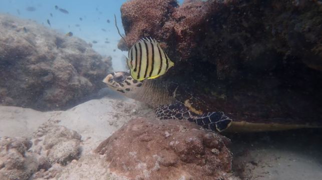 泰國芭堤雅體驗潛水水肺潛水/浮潛/水肺OW考證/AOW考證1天【芭達雅體驗潛水/市區飯店接送/專業教練/可考證】