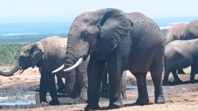 Gqeberha: Addo Elephant National Park and Coastal Tour