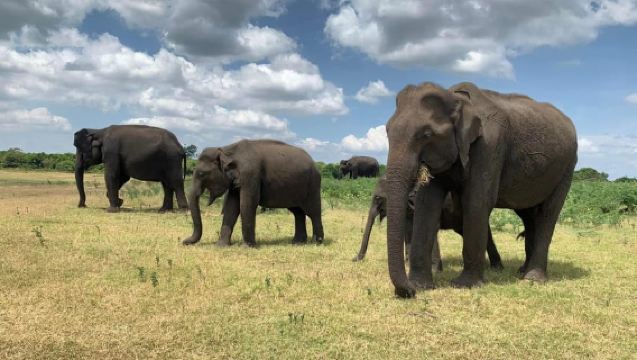 From Ella: Yala Safari with Tangalle/Mirissa/Galle Drop-off