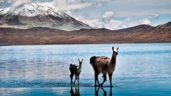 Tour of Salinas and Yanaorco lagoons + Lojen thermal baths