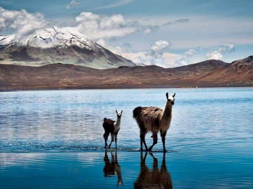 Tour of Salinas and Yanaorco lagoons + Lojen thermal baths