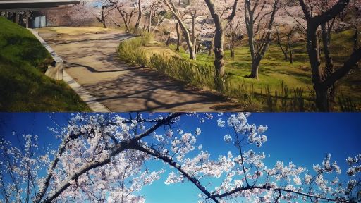 日本仙台松島町+仙台城跡（青葉城跡）+仙台大觀音一日遊 不含門票