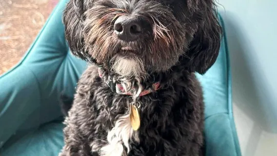 Day Care For Returning Dogs