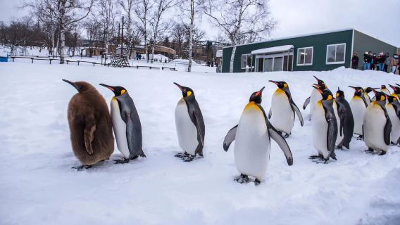 Hokkaido Asahiyama Zoo + Ningle Terrace + Shirahige Waterfall Day Tour (Minimum 1 Traveler per Group)