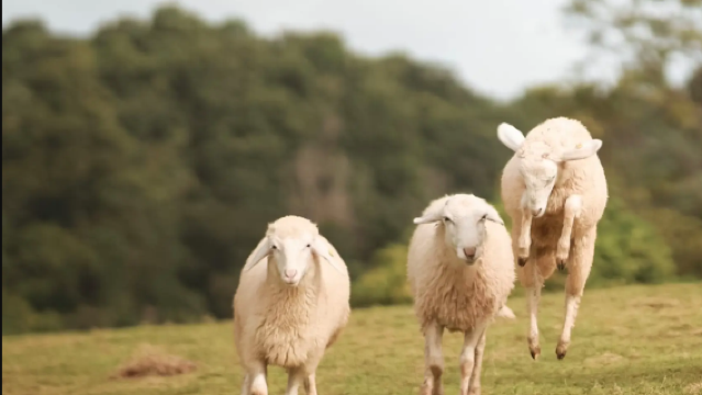 Chiang Mai Sheep Farm + Tiger Kingdom + Elephant Poo Poo Paper Park + Siam Insect Museum Private Charter 1-day Tour