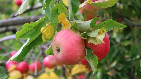 A Delicious History of the Apple, with Sally Coulthard