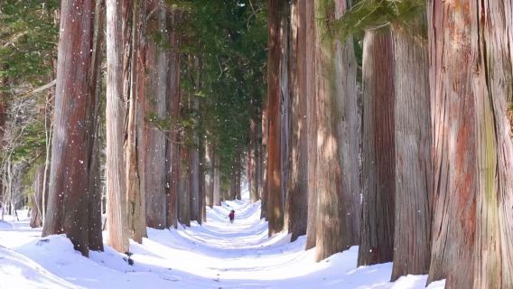 Private Tour to Togakushi-Jinja in Nagano, Japan with Local Guide (Available from November to May)